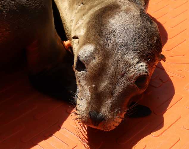 California sea lion Rockroy