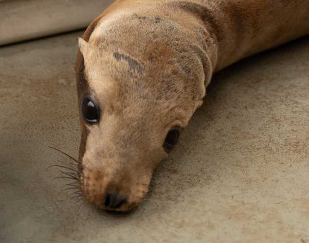 California sea lion Shmomp