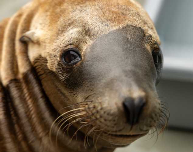 California sea lion Applause