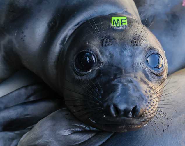 northern elephant seal Gleeson