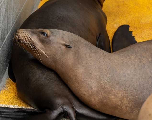 sea lion named broth