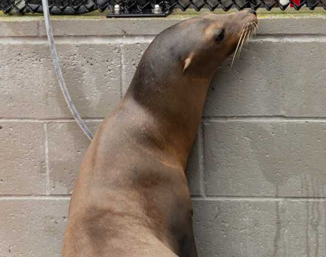 sea lion named clambake