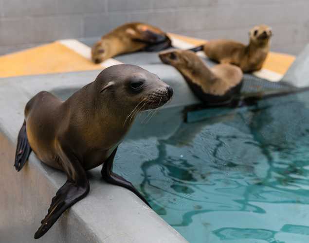 California sea lions in rehabilitation