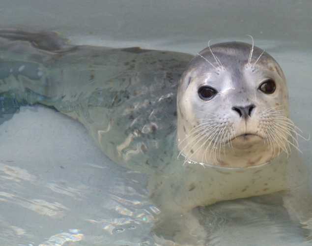 harbor seal Pichael