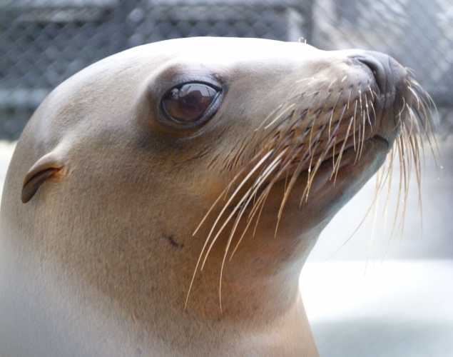 California sea lion Resa