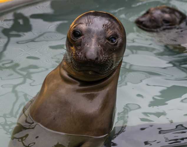 northern elephant seal Butler