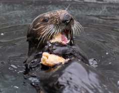 sea otter Yankee Doodle eating shellfish