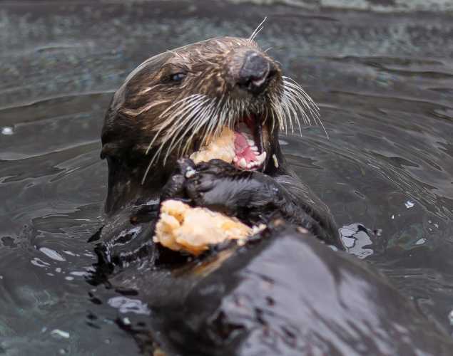 sea otter Yankee Doodle eating shellfish