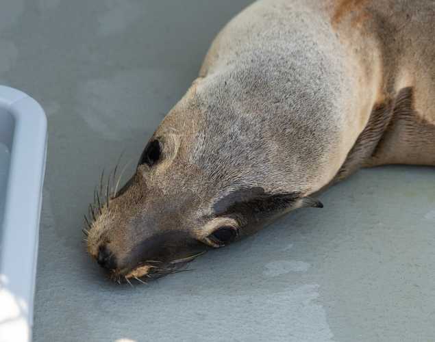 California sea lion Caver