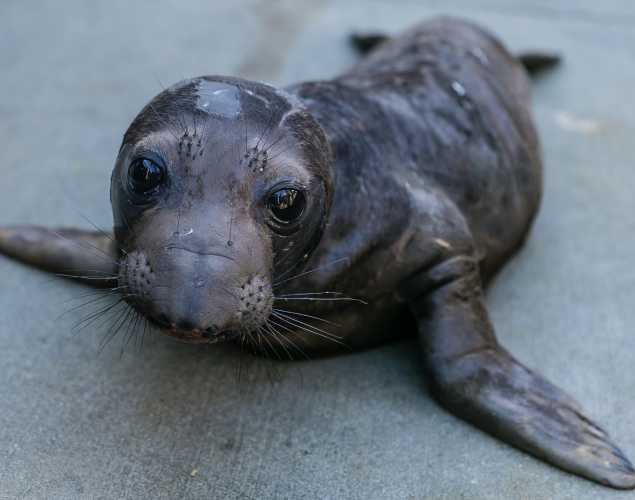 northern elephant seal Miwok