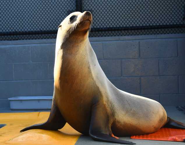 California sea lion Bluegrass