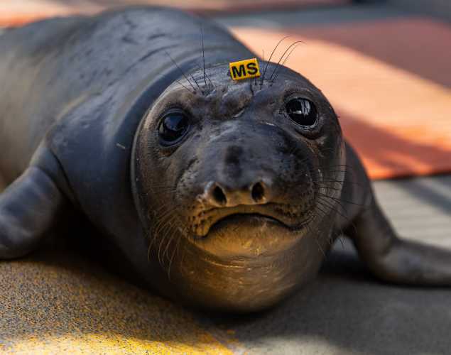 northern elephant seal Charm
