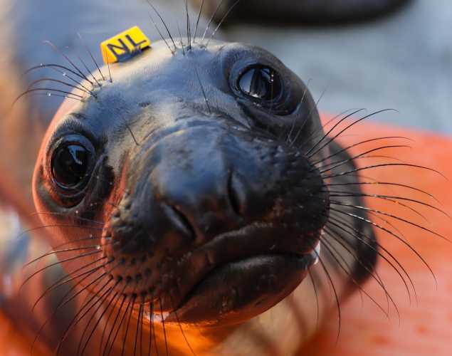 northern elephant seal Dachshund