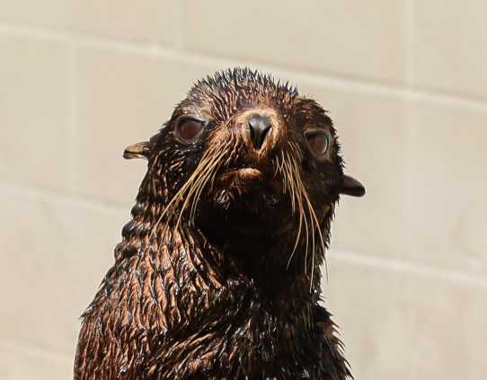 northern fur seal Reina