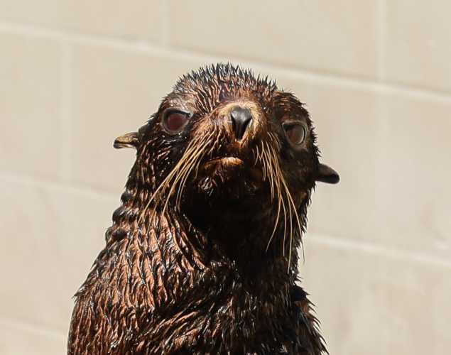 northern fur seal Reina