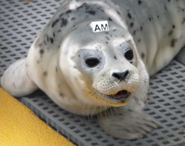 harbor seal Treatlove