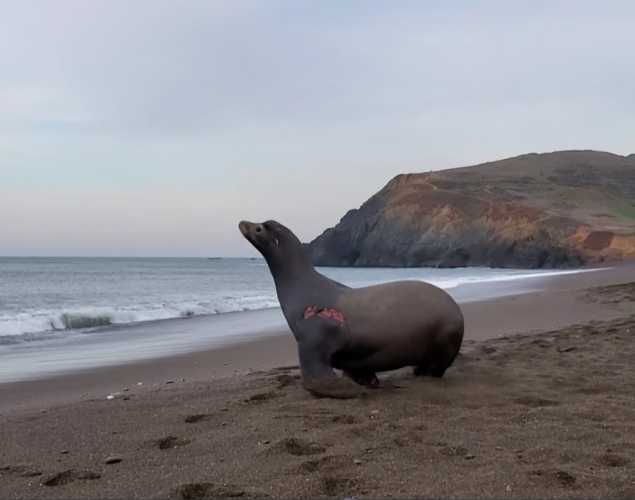 California sea lion Jenya released back to the wild