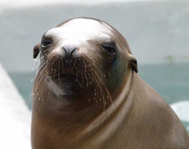California sea lion Toscano