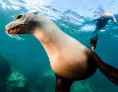 California sea lions diving underwater