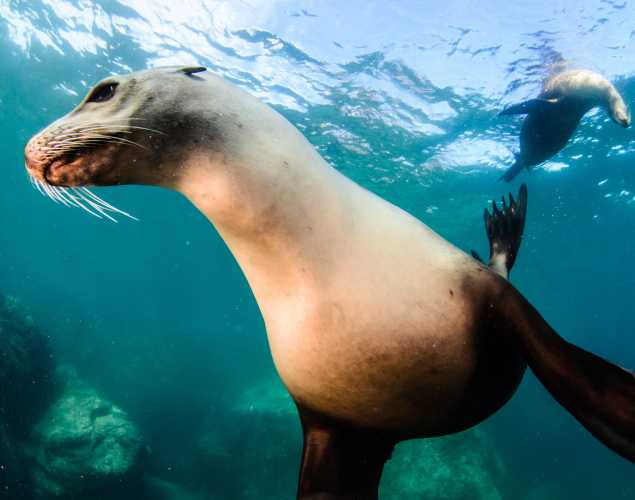 California sea lions diving underwater