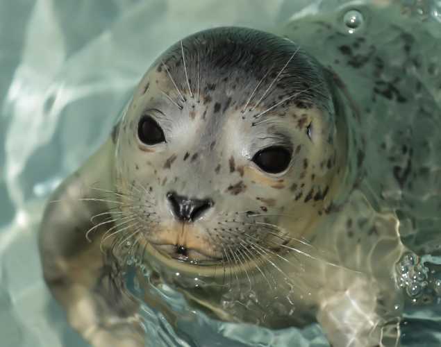 harbor seal Pluver