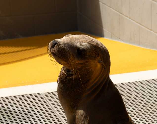 California sea lion Mookie