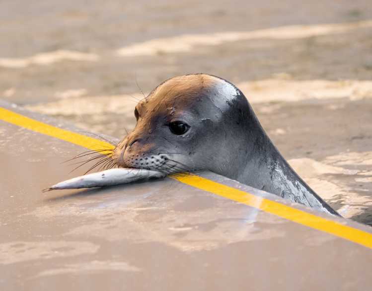 A rehabilitating Hawaiian monk seal in a pool emerges from the water with a fish.