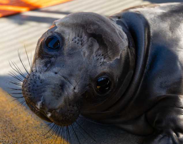 northern elephant seal Gnocchi
