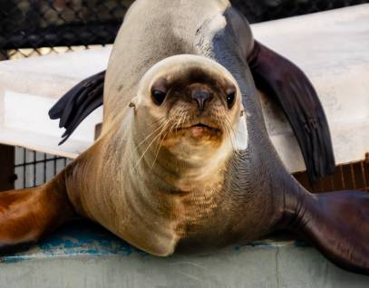 Steller sea lion Salta