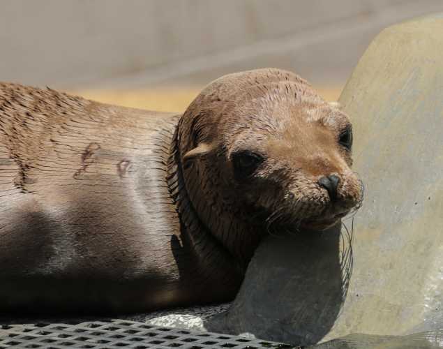 California sea lion Cleopatra