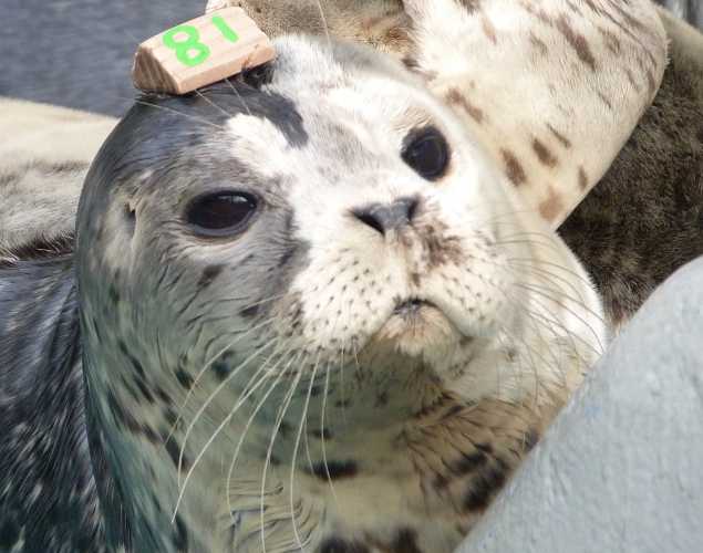harbor seal Dimitri