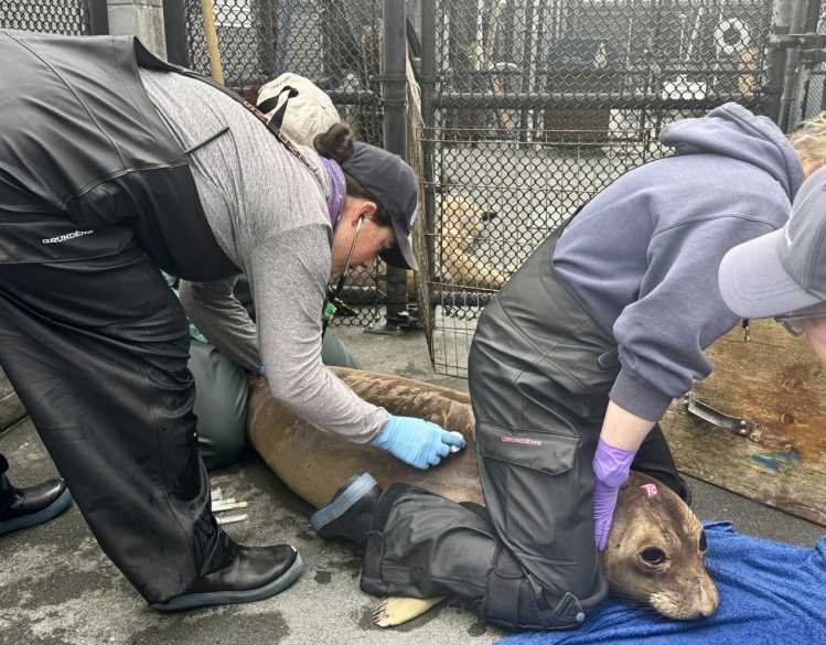 A veterinarian holds a stethoscope to an elephant seal’s back in a rehabilitation pen.