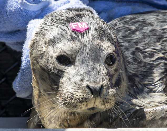 harbor seal Crevasse