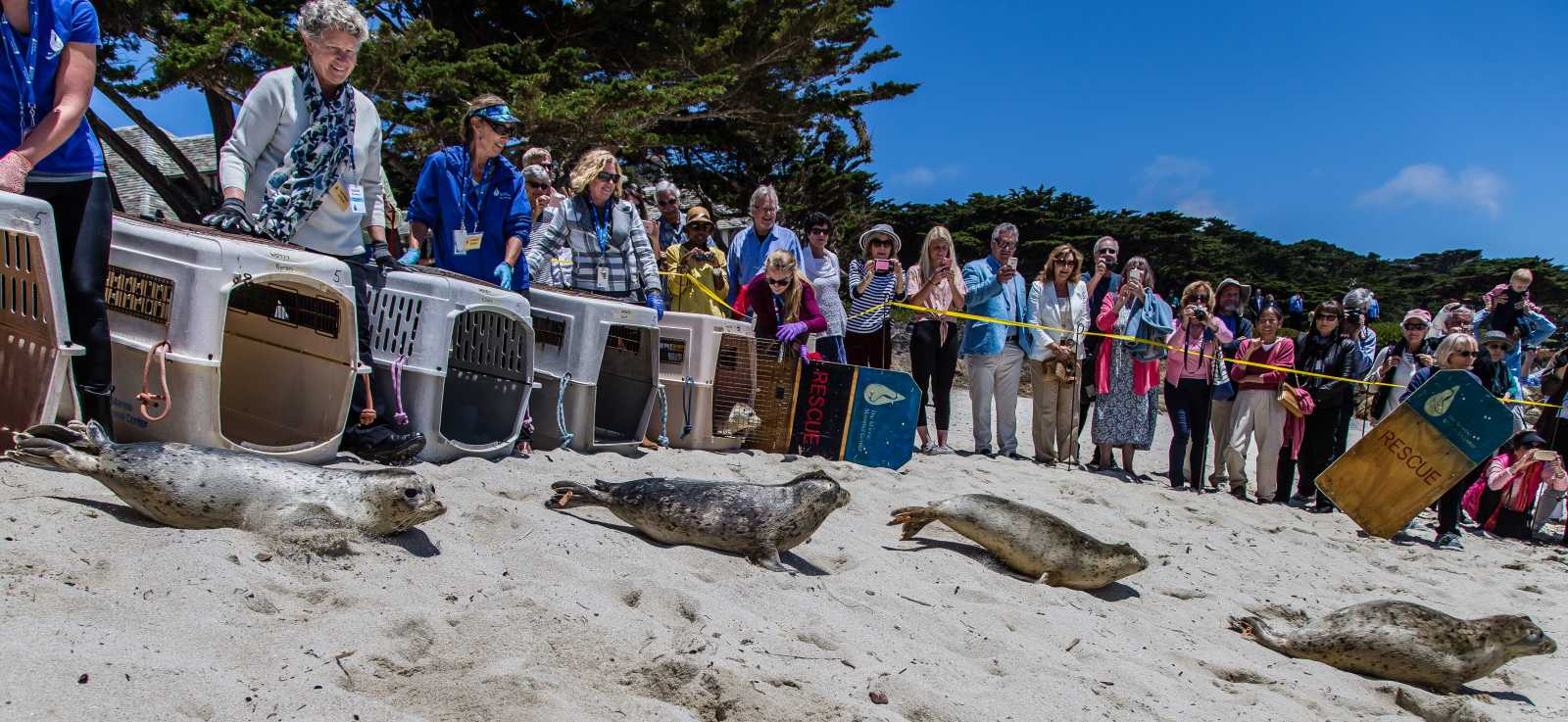 Harbor seal pups are released from crates onto a sandy beach surrounded by onlookers.