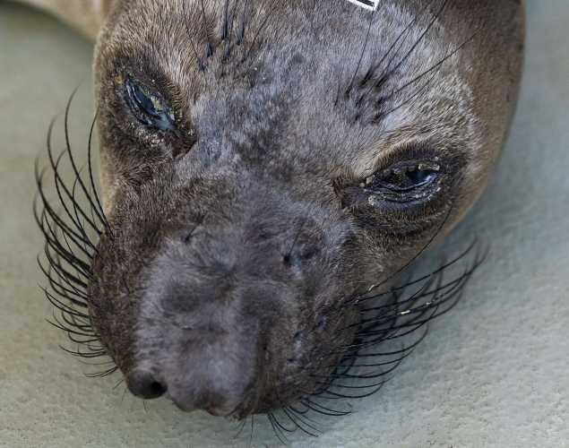 northern elephant seal Rauru