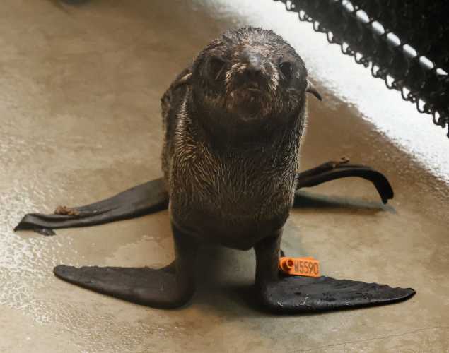northern fur seal Cumulus