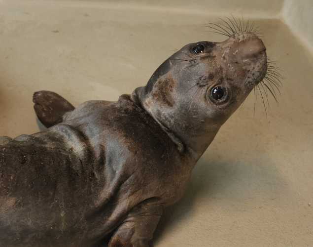 northern elephant seal Sully