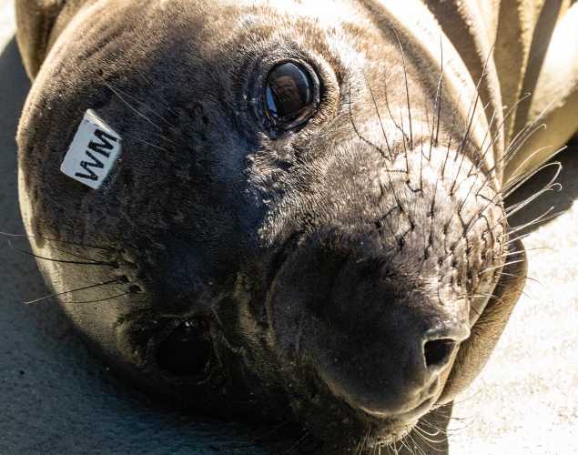 northern elephant seal Wildone