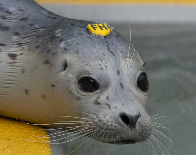 harbor seal Stonehenge