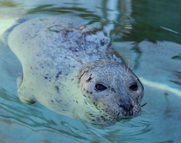 harbor seal Werner