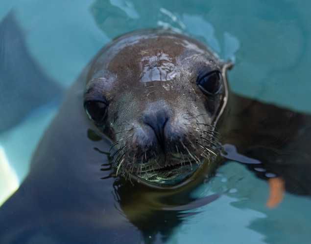 California sea lion Hiatus
