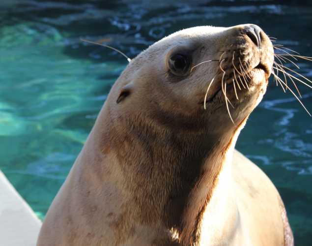 Steller sea lion Leo