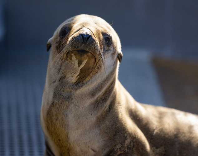 California sea lion named Docent