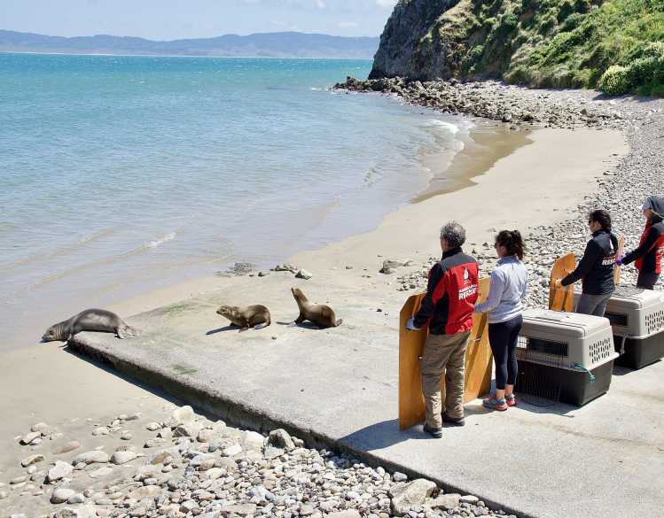 volunteers release two sea lion pups back to the wild at Chimney Rock