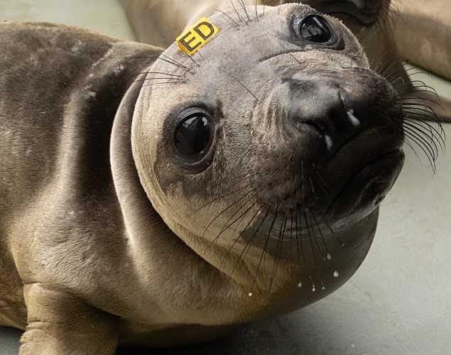 northern elephant seal Element