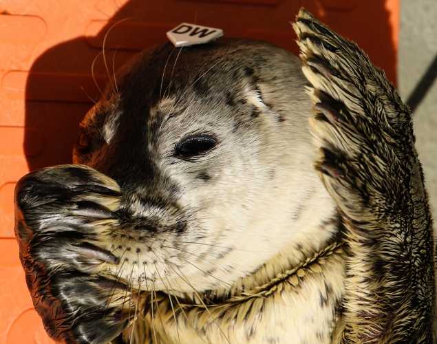 harbor seal Persistence