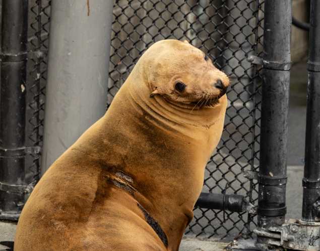sea lion named noodles