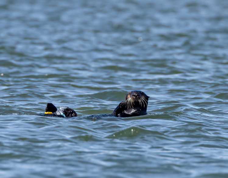 A sea otter floats in the ocean with blue and yellow ID tags attached to its flippers.