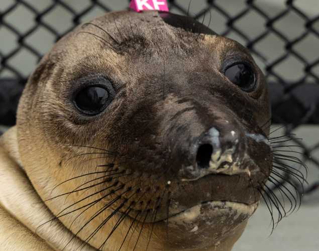 elephant seal pup