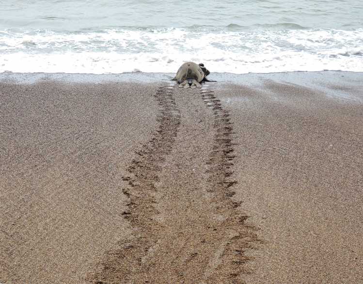 An elephant seal with a satellite tag on its head moves into the ocean with sand tracks behind it.